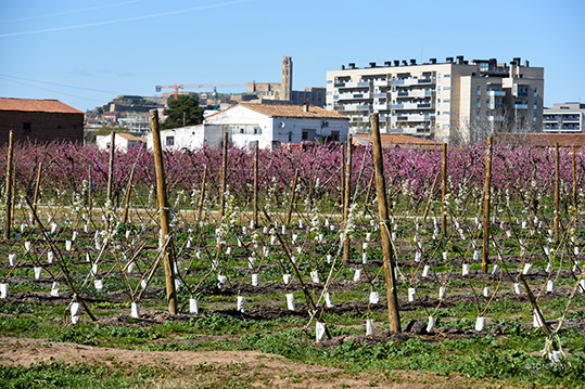 lajuntament-es-horta-1.jpg