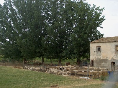 ovelles-mariola-059.jpg